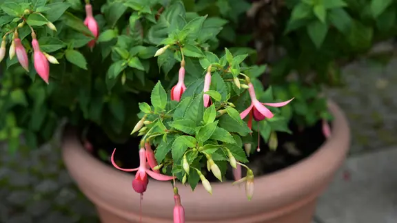 Eine Fuchsie (Fuchsia) im Topf