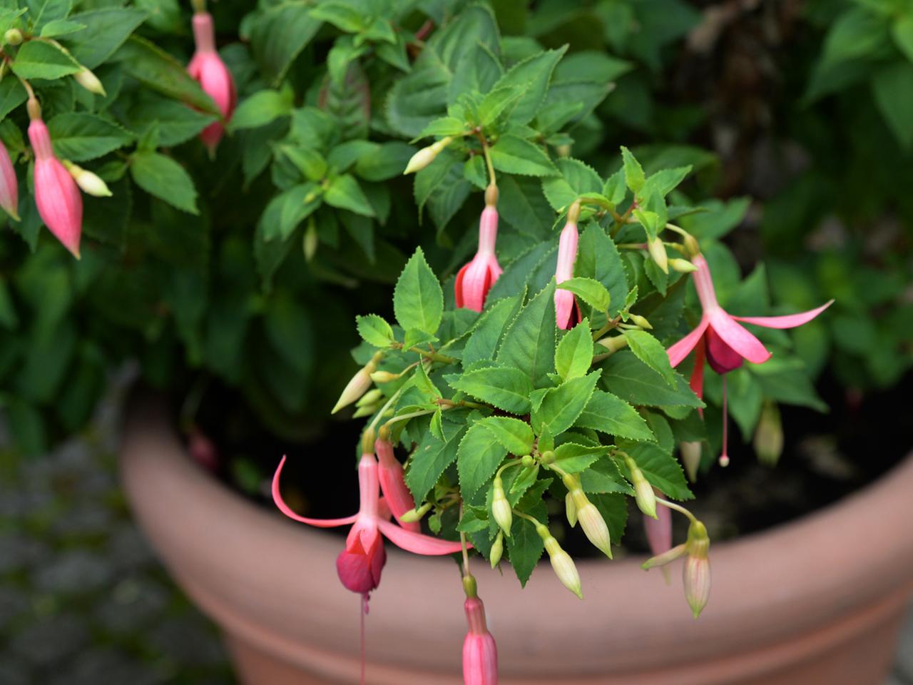 Fuchsien mit Stecklingen vermehren | ndr.de