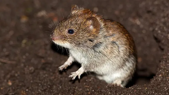 Eine Wühlmaus schaut aus ihrem Bau heraus.