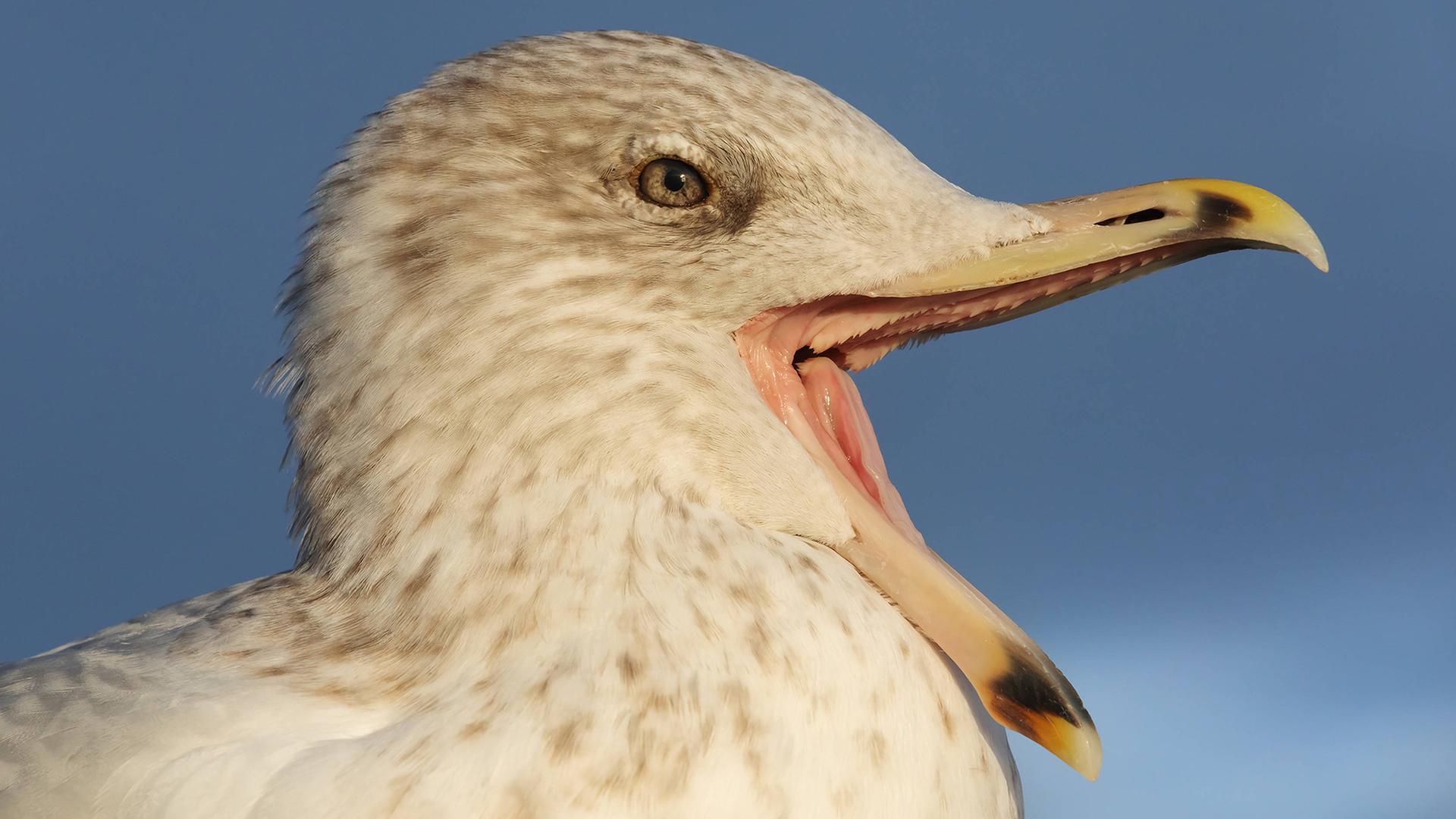 Möwen füttern verboten: Orte an Lübecker Bucht greifen durch