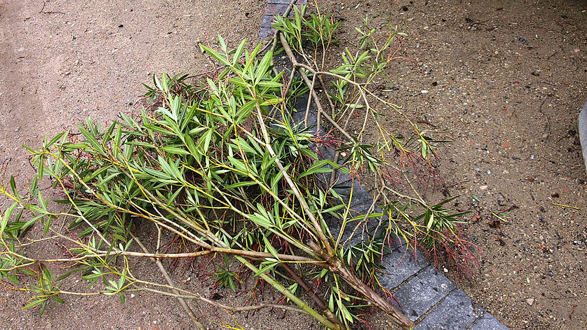 Oleander im Frhling schneiden