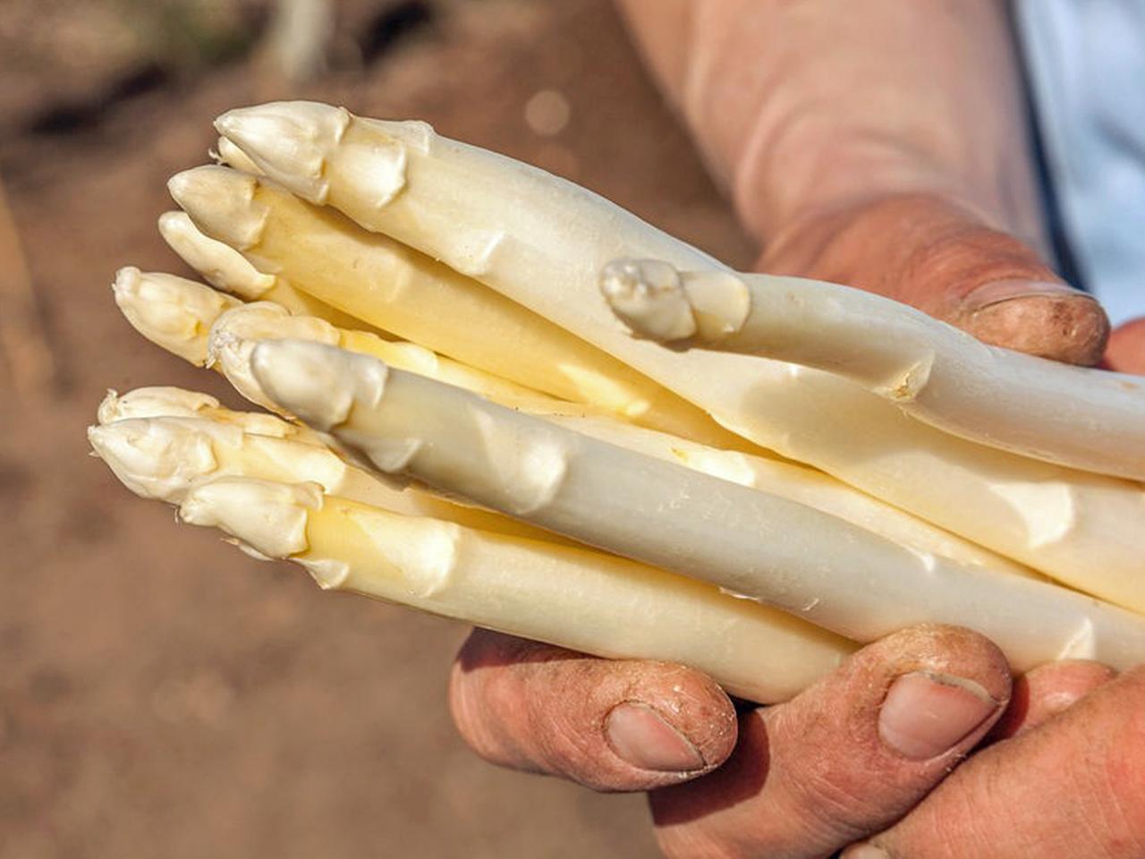 bananenwasser zum düngen Bananen Liebe – 200 Tage Bio-Dünger für Bananenpflanzen – Greenscaping