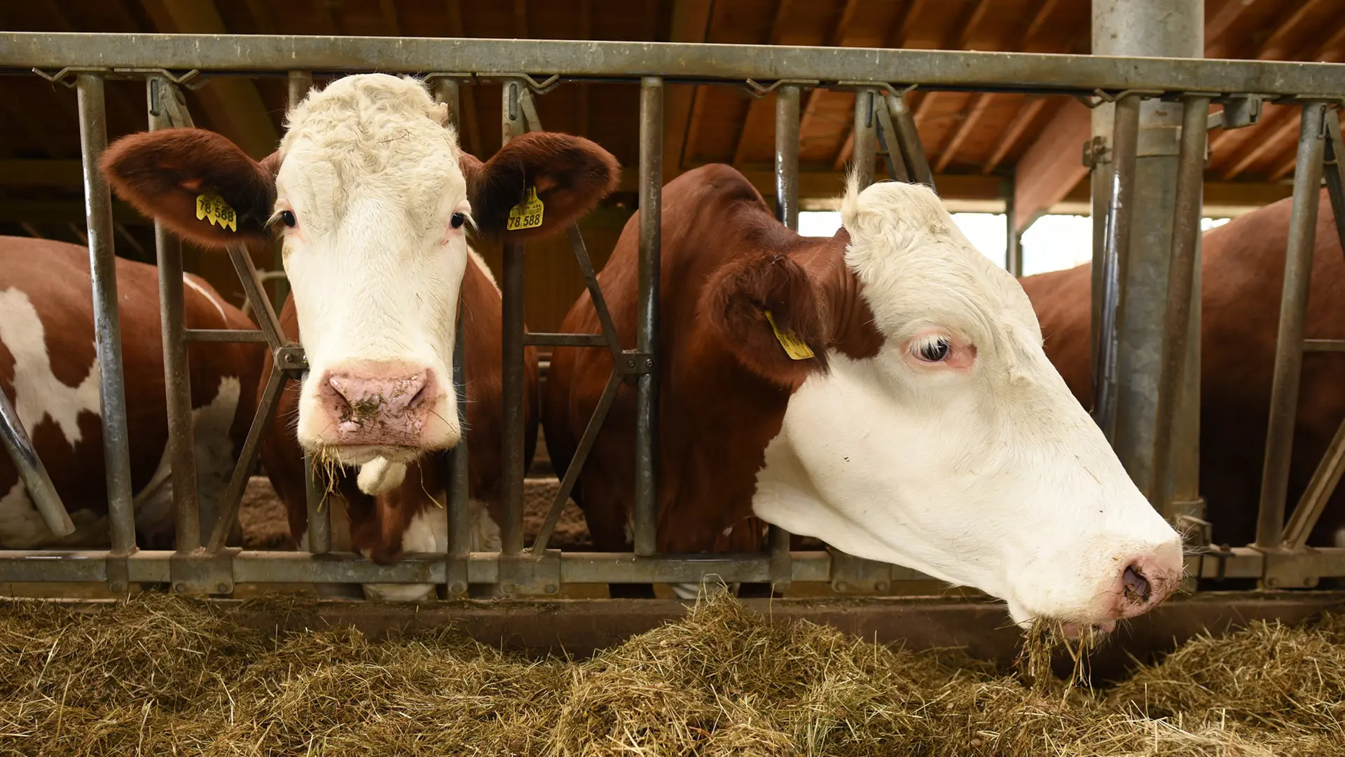 Wie schaut die junge Generation auf die Landwirtschaft?