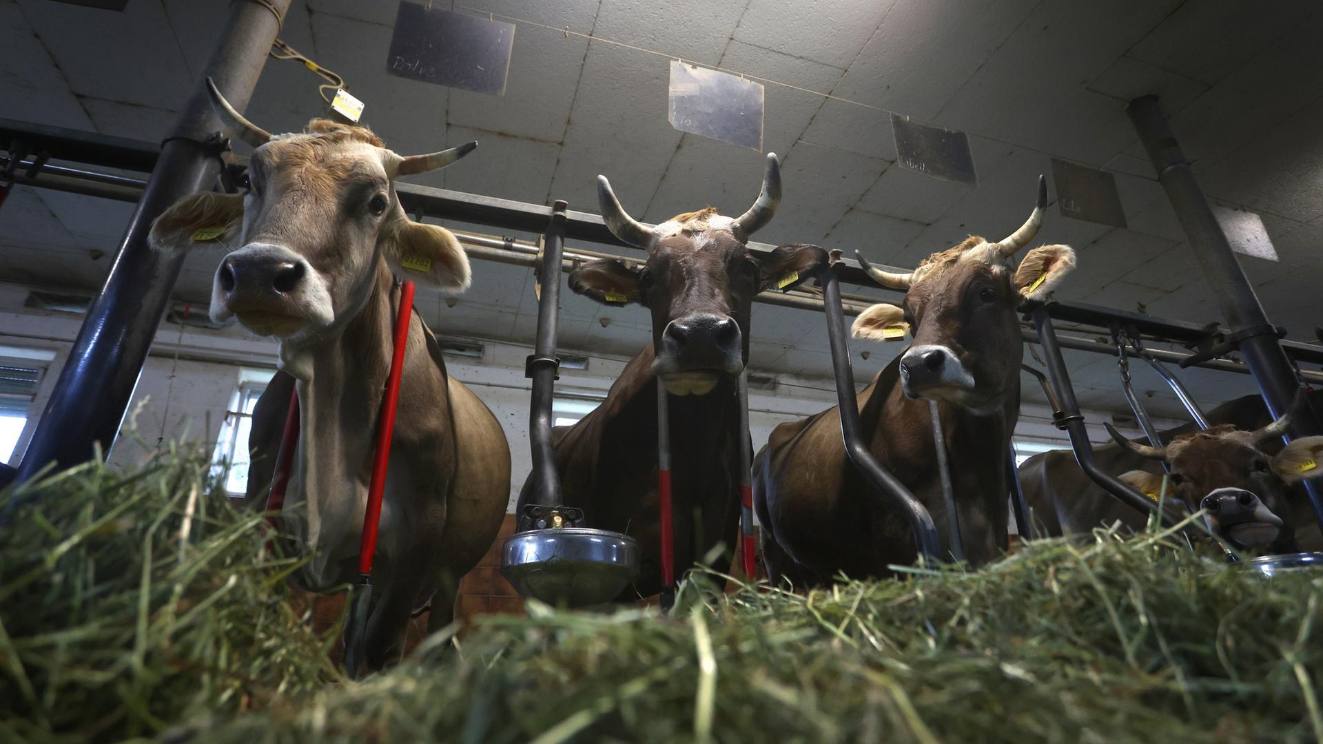 Kühe stehen auf einem Bauernhof in einem Stall für Anbindehaltung.  | picture alliance/dpa | Karl-Josef Hildenbrand