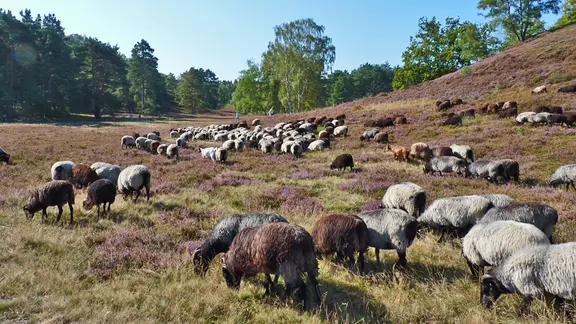 Heidschnucken im Naturschutzgebiet Fischbeker Heide in Hamburg