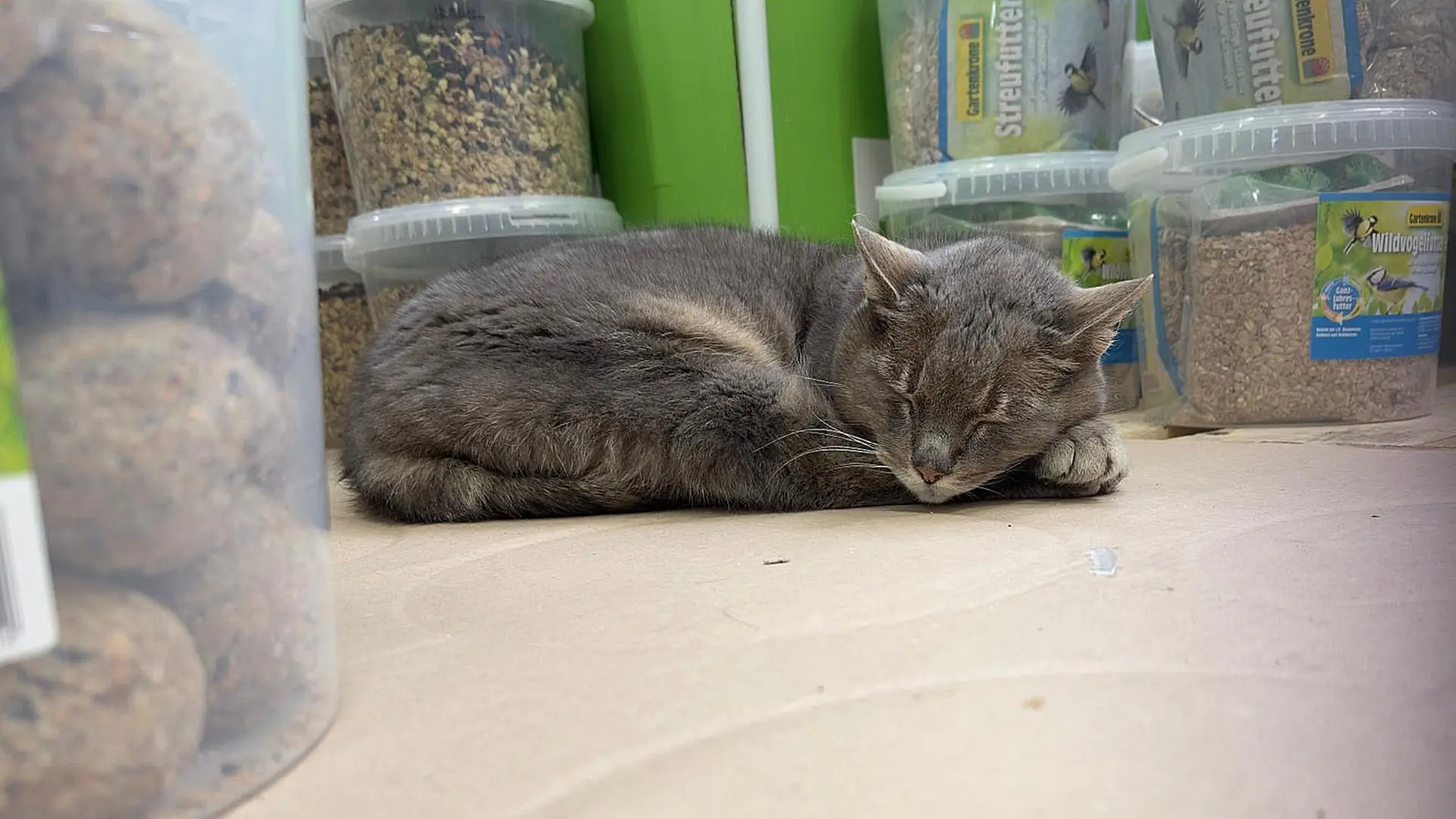 Katzendame Lotti ist Besucherattraktion in Plöner Baumarkt