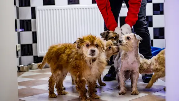 Verwahrloste Hunde werden auf Gut Aiderbichl gepflegt