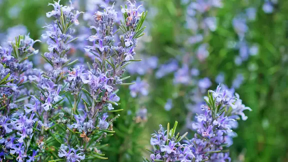 Nach der Blüte im Frühling ist der beste Zeitpunkt zum Rückschnitt von Rosmarin. | Colourbox, Haivoronska_Y Lila blühender Rosmarin