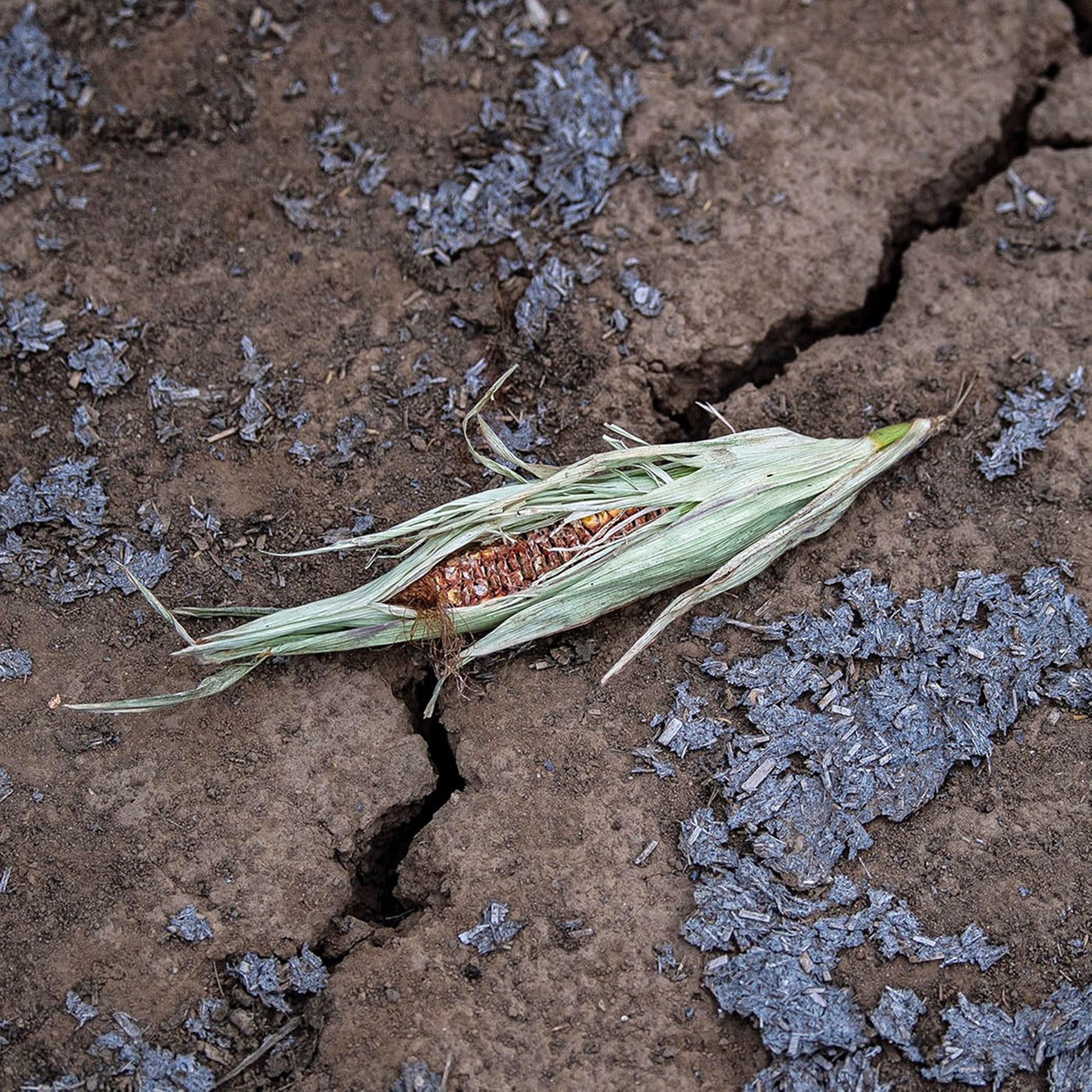 Synapsen – ein Wissenschaftspodcast