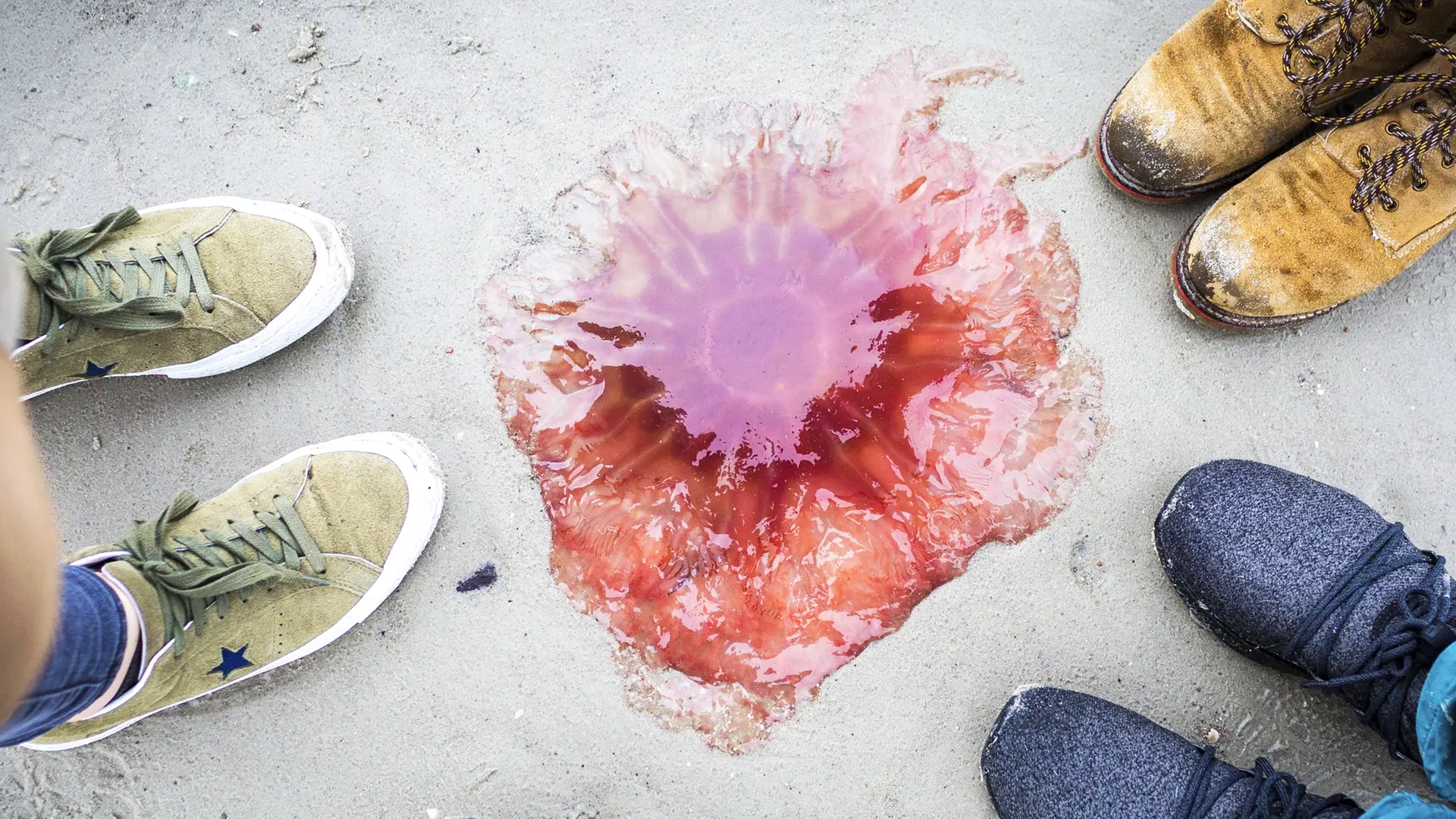 Schmerzhafte Begegnungen im Meer: Was tun nach dem Stich einer Feuerqualle?