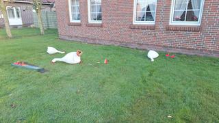 Abgebrochene Gänse-Plastikfiguren liegen auf dem Rasen.