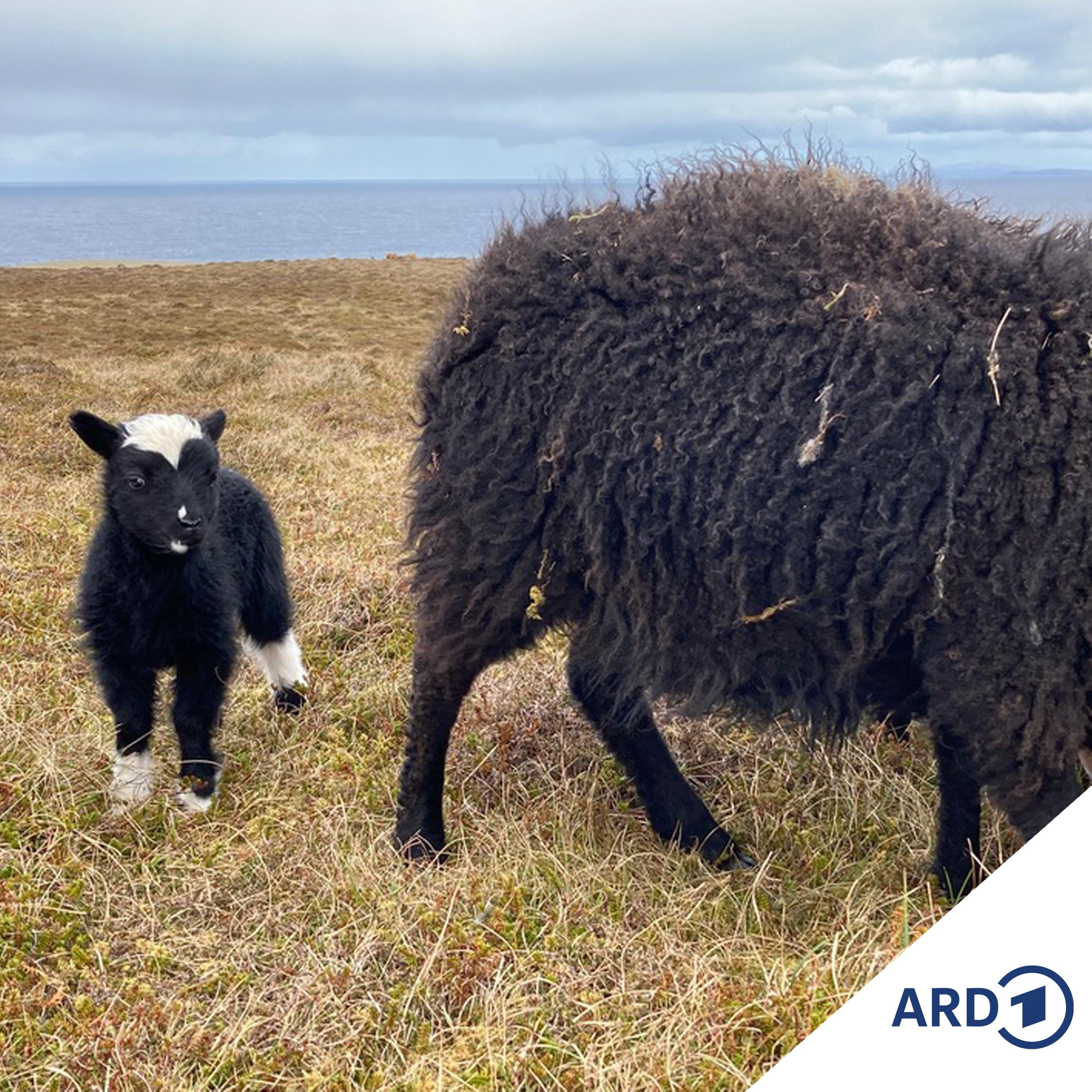 Zwischen Hamburg und Haiti