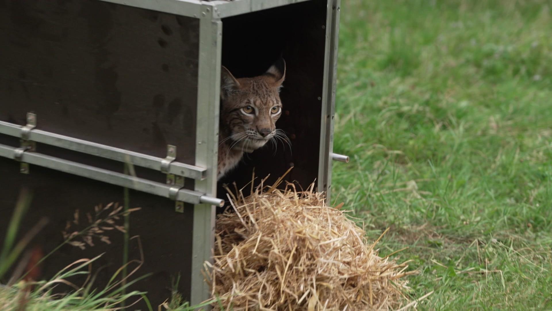Ein Luchs guckt aus einer Auswilderungsbox. | NDR