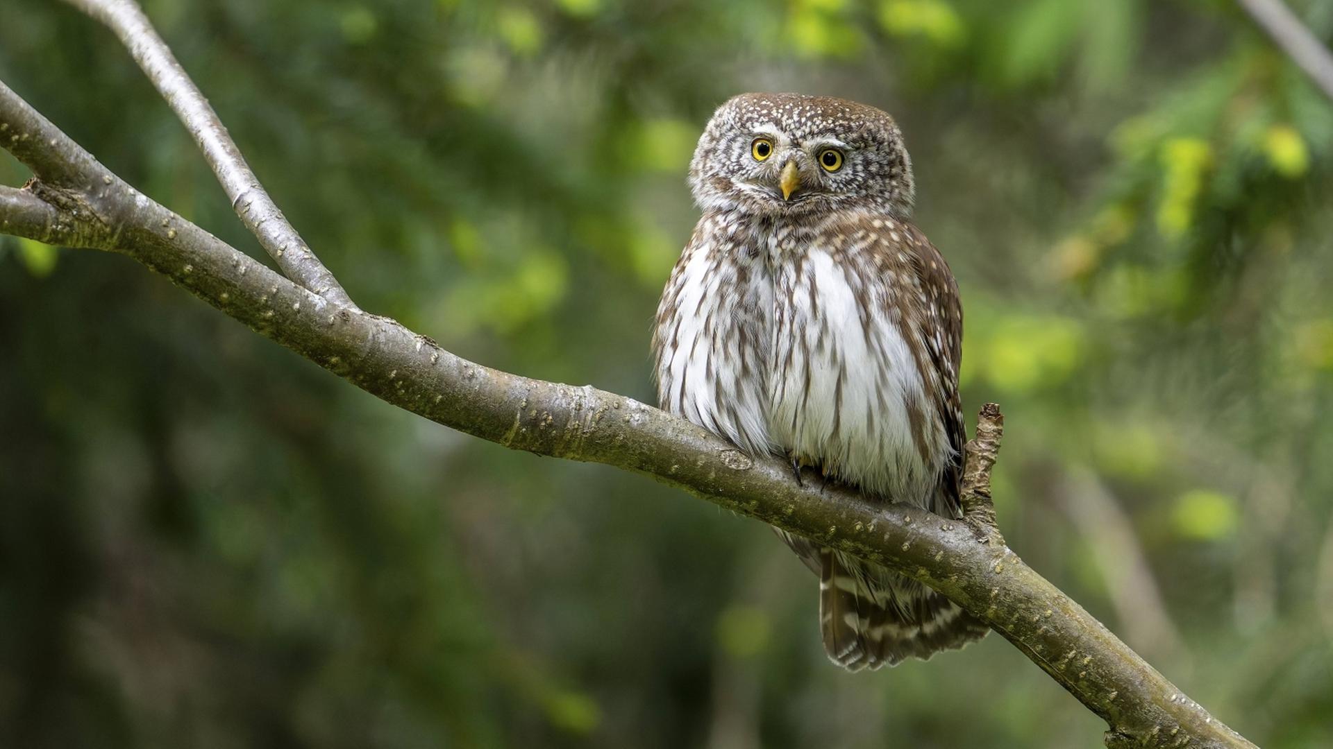 Die kleinste Eule Europas: Dem Sperlingskauz auf der Spur