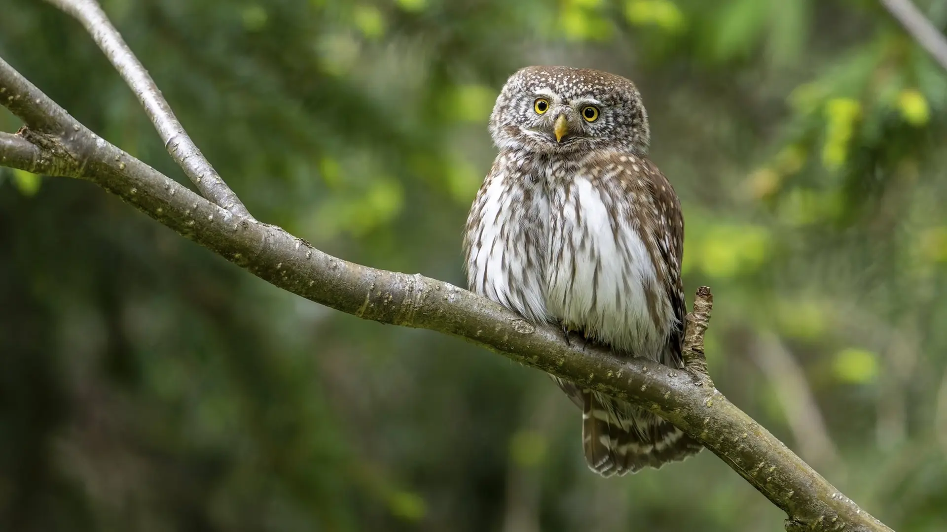 Die kleinste Eule Europas: Dem Sperlingskauz auf der Spur