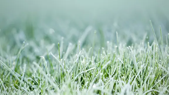 Rasen im Herbst dngen: Nhrstoffe fr die kalte Jahreszeit | ndr.de