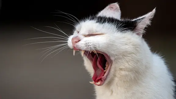 Eine schwarz-weiße Hauskatze zeigt ihre Zähne.