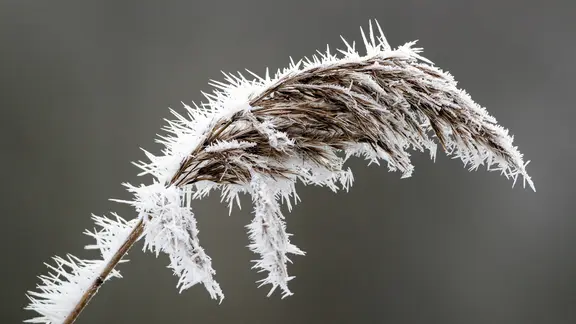 Mit Raureif überzogene Rispe von Schilfrohr | xblickwinkel/AGAMI/M.xvanxDuijnx Mit Raureif überzogene Rispe von Schilfrohr