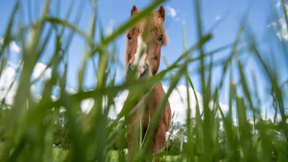 Ein Pferd grast auf einer Weide.