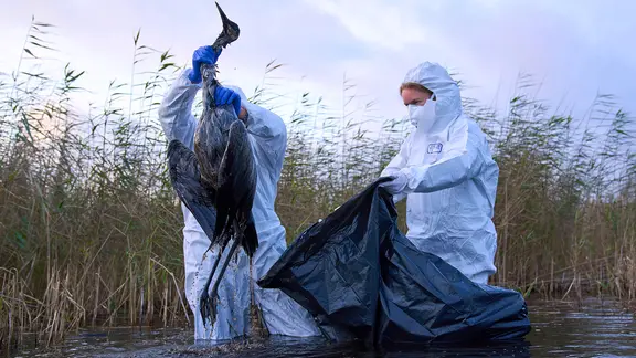 Umweltschützer sammeln Vogelkadaver aus einem See.