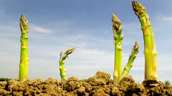 Spargel pflanzen, ernten und pflegen | ndr.de