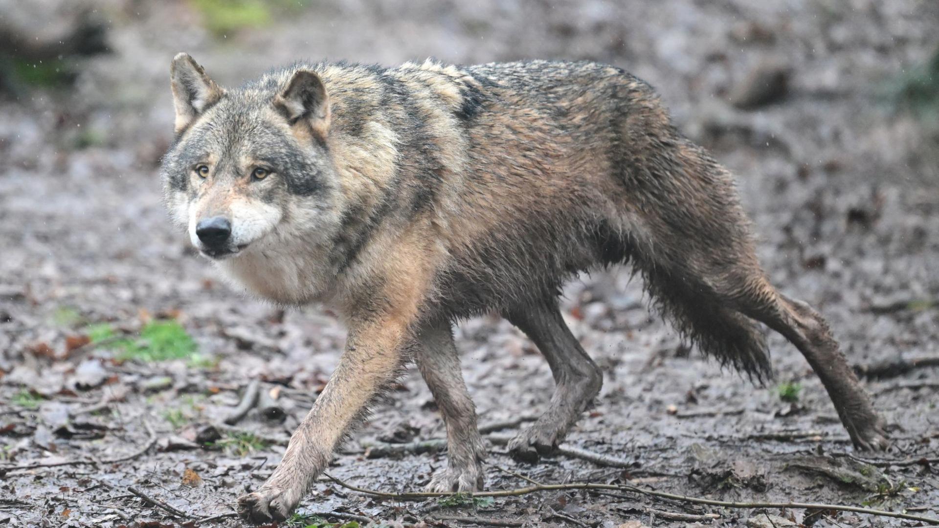 Wolf, der in Altona eine Frau attackierte, ist vermutlich tot