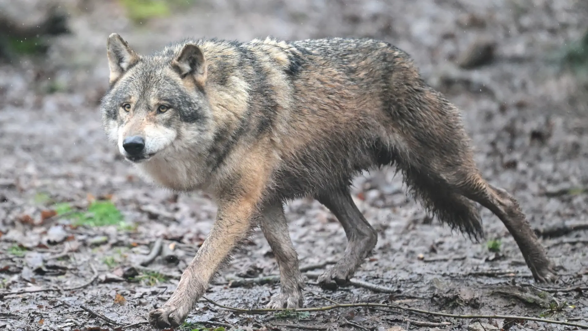 Hamburg Wolf That Bit Woman Likely Dead After GPS Signal Lost