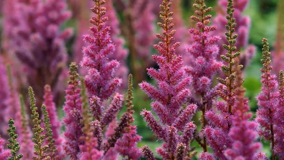 Eine lila blühende Astilbe