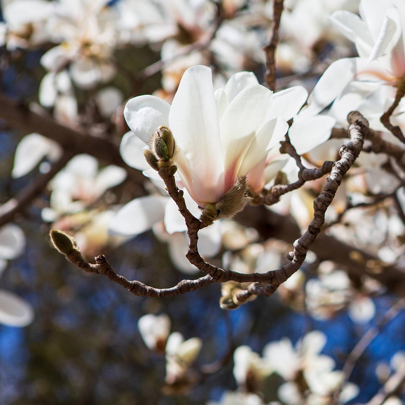 Magnolien mit Stecklingen oder durch Absenker vermehren