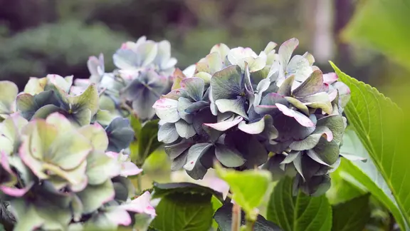 Grau-blaue Blütendolden einer Bauernhortensie.