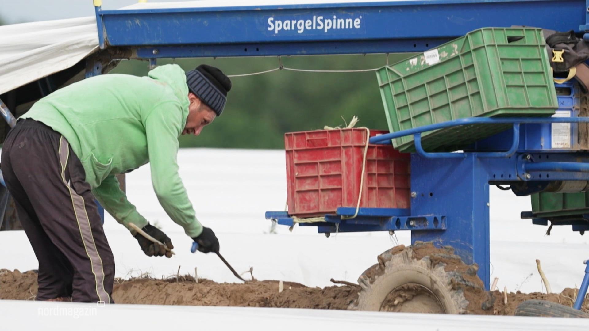 Wie lief die diesjährige Spargelsaison?