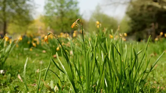 Verblühte Narzissen in einem Garten