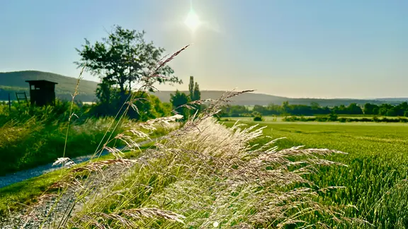 Gräser neben einem Feld in Springe. 