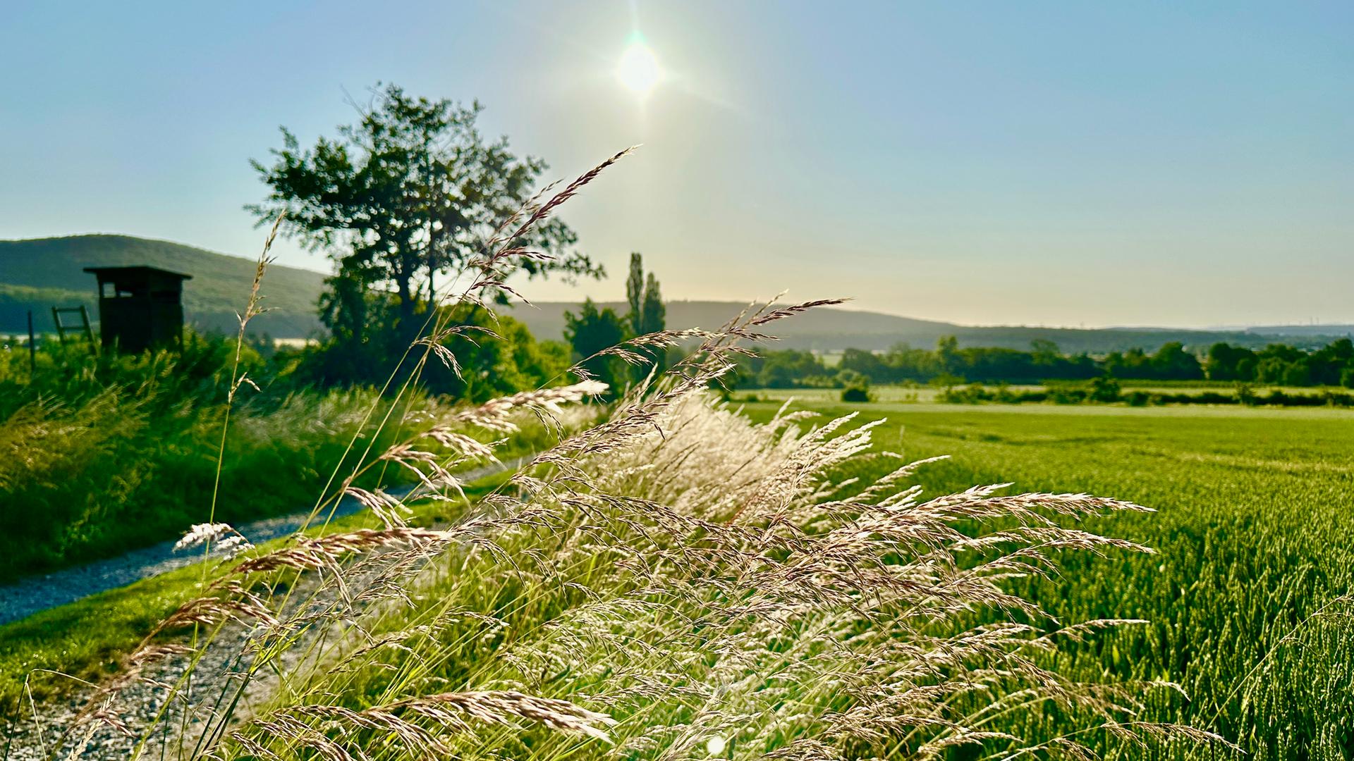 Gräser neben einem Feld in Springe.  | NDR/Bernd Schönebaum