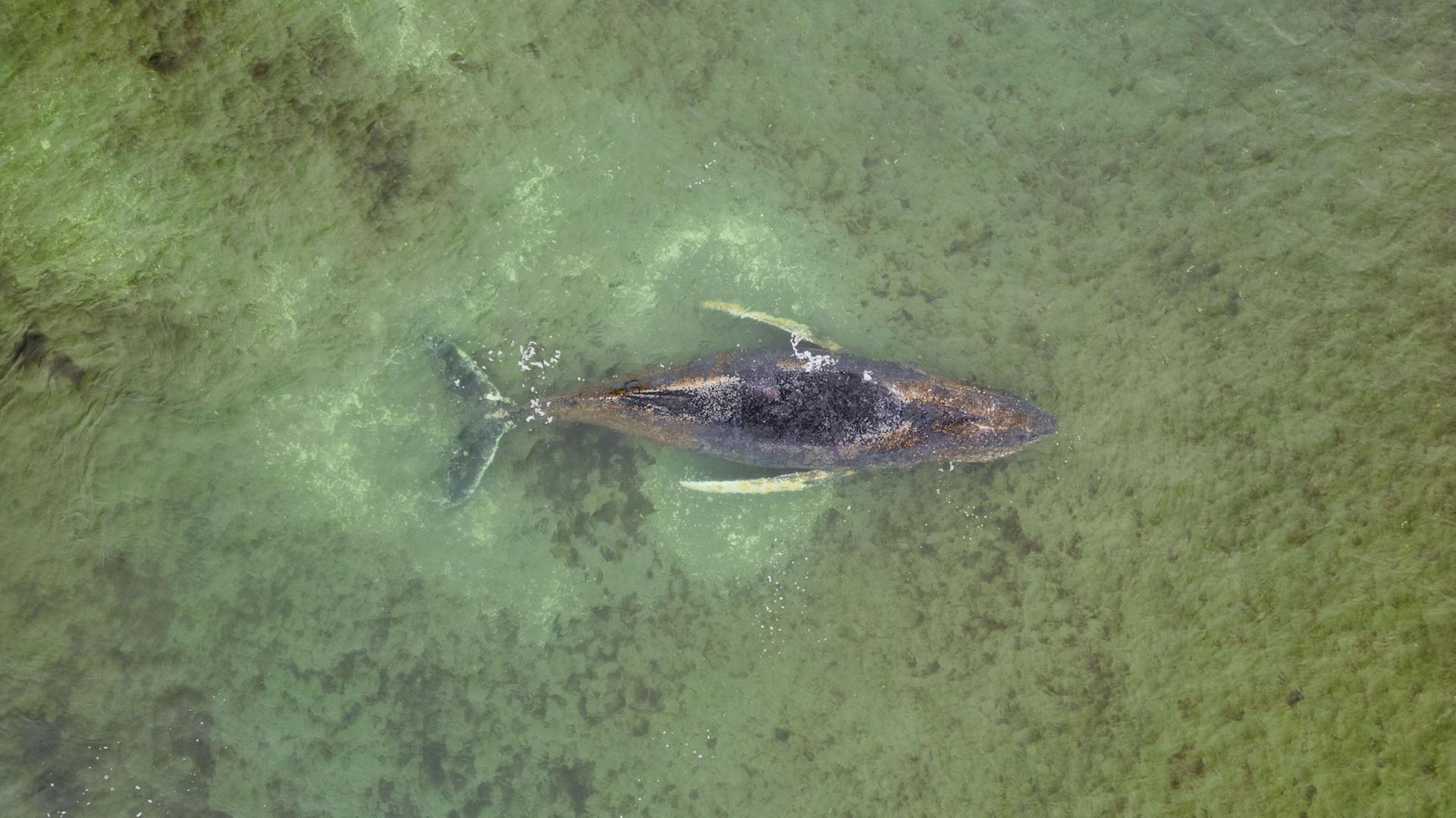 Liveblog: Buckelwal in der Bucht vor Wismar gestrandet