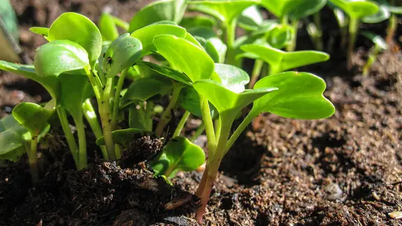 Zarte grüne Blätter von Radieschen sprießen aus dem Boden.