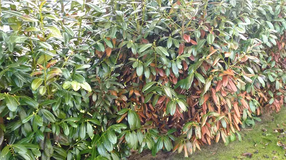 sorbaria plant Sorbaria Cherry On Top&trade; False Spirea – Wayside Gardens main image 1