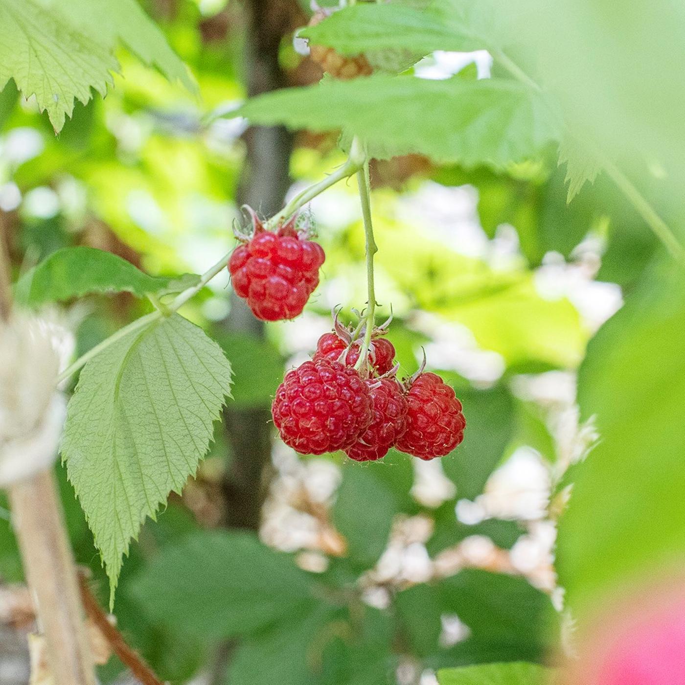 Himbeeren schneiden, pflanzen und pflegen | ndr.de