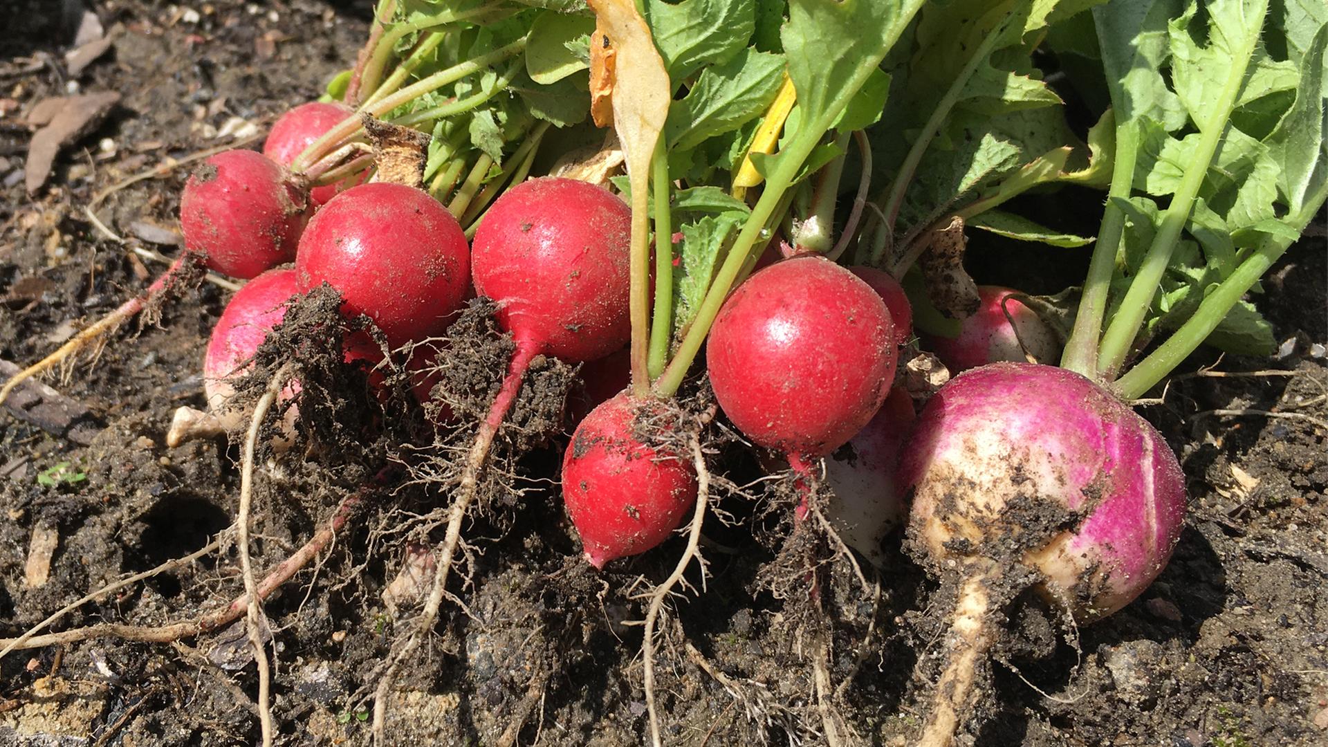 Frisch geerntete Radieschen liegen in einem Hochbeet. | NDR, Gitte Alpen