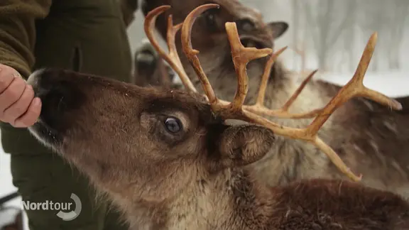Ein Elch wird auf einer Wildtierfarm gefüttert.