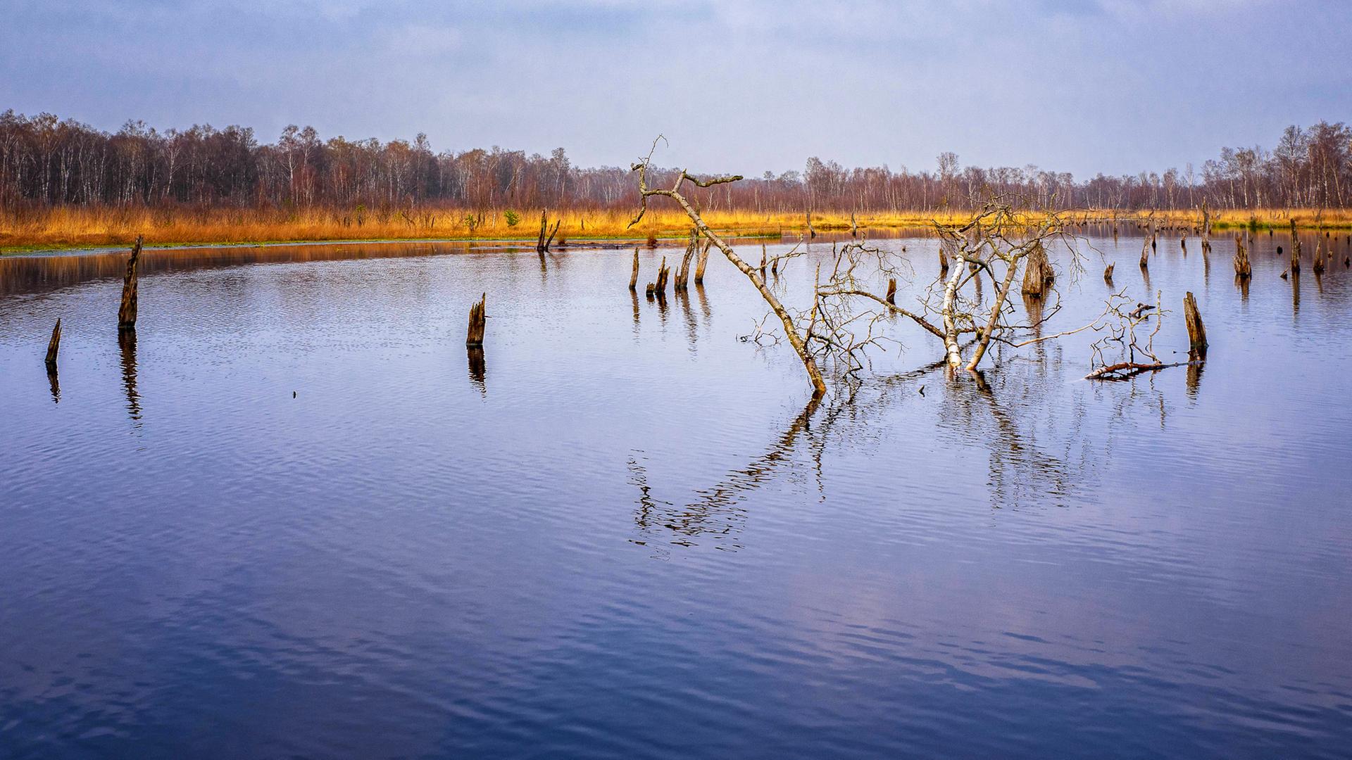 Schleswig-Holstein bekommt 1.000 Hektar neue Naturschutzgebiete