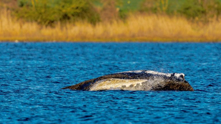 Warten auf neuen Rettungsversuch
