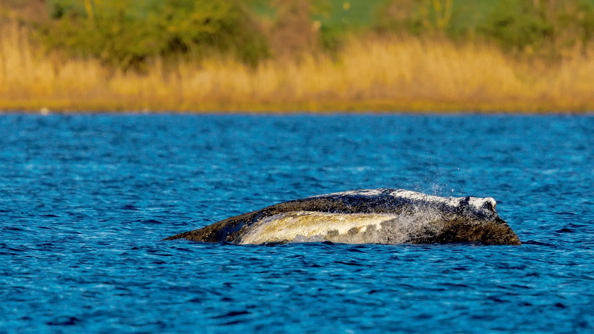 Liveticker zum Ostsee-Wal: Tierärzte-Schwund im Team - wie geht es jetzt weiter?