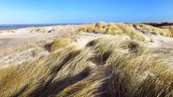 Die Dünen von St. Peter-Ording bei strahlendem Sonnenschein und blauem Himmel.