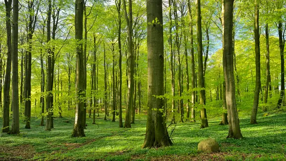 Buchenwald im Nationalpark Jasmund auf Rügen im Frühling.