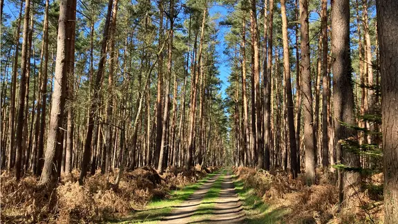 Mehrere Wege und Pfade durchziehen den Darßwald, den man am besten mit dem Rad und zu Fuß erkundet. | NDR, Nathalie Komaromi Ein Rad- und Wanderweg im Darßer Urwald