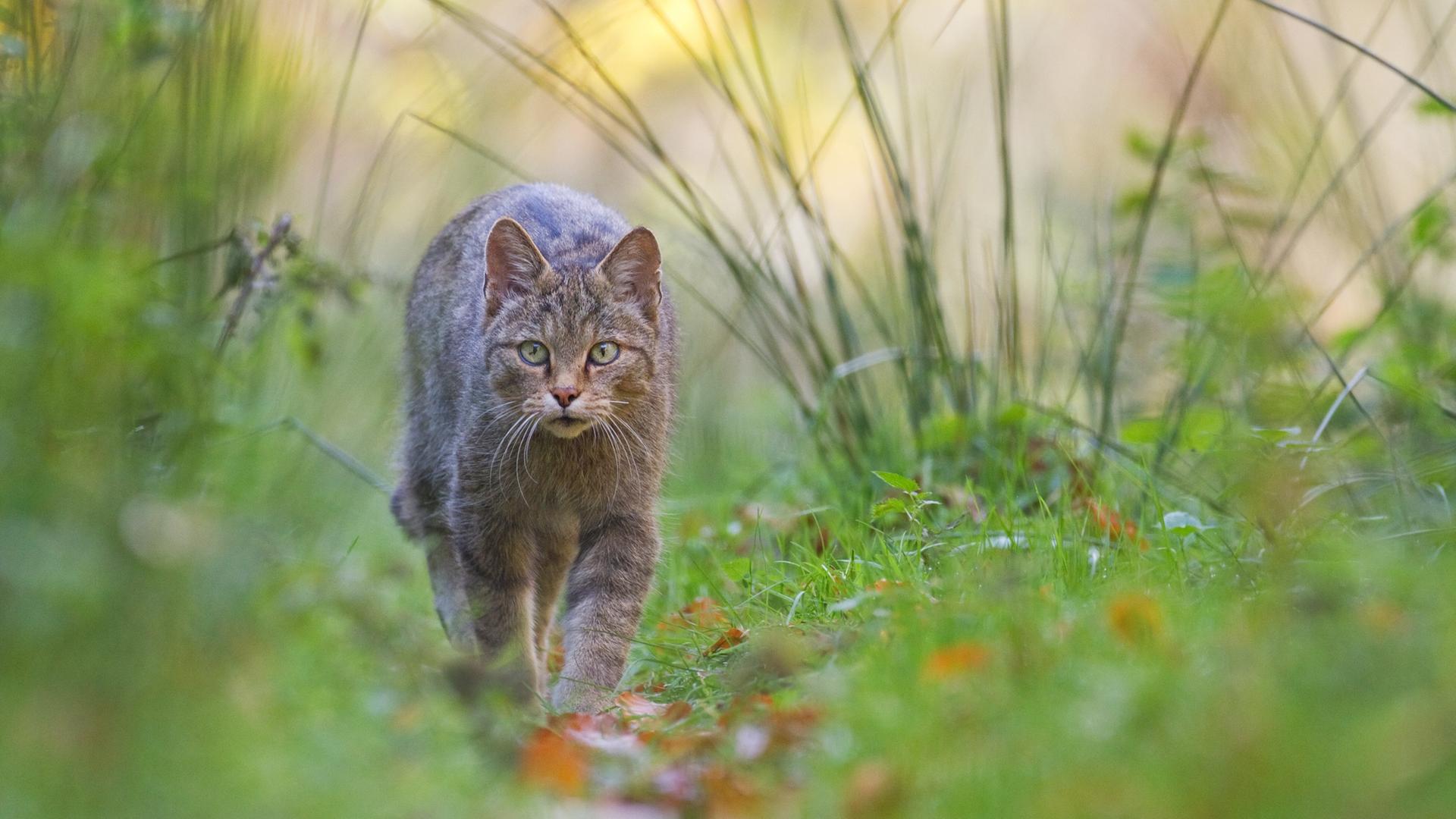 Beweis gefunden: Wildkatze ist zurück in Mecklenburg-Vorpommern
