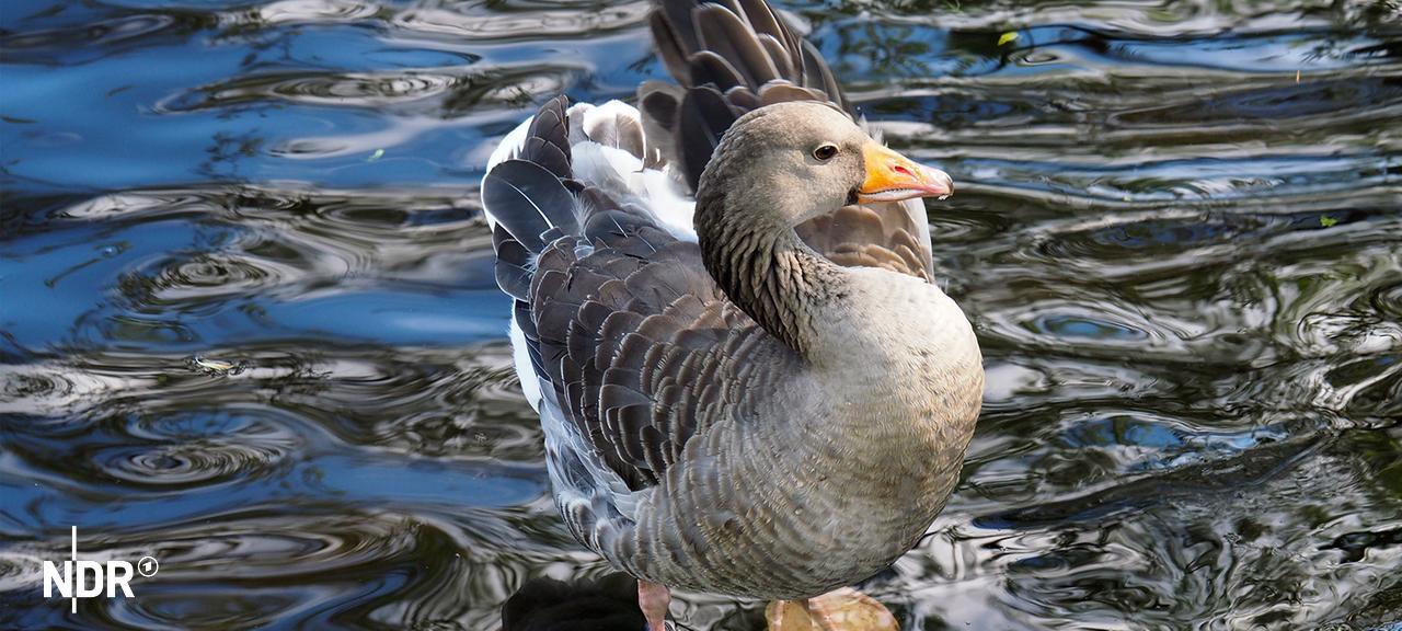 Nahaufnahme einer Graugans an der Alster in Hamburg. | NDR, Anja Deuble Nahaufnahme einer Graugans an der Alster in Hamburg.