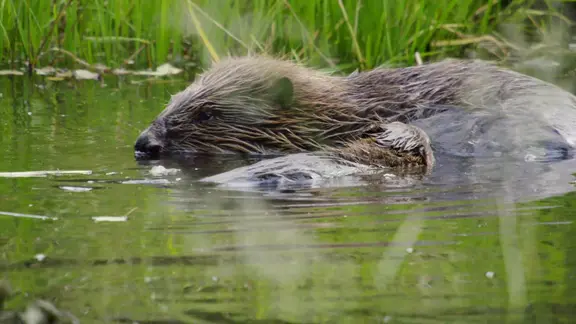 Ein Biber mit einem Jungtier im Wasser, im Hintergrund Wasserpflanzen.
