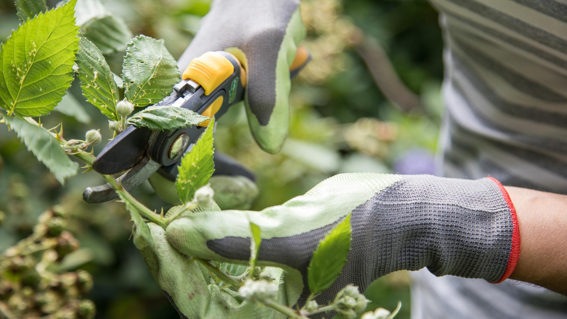 Brombeeren schneiden, pflanzen und pflegen | ndr.de